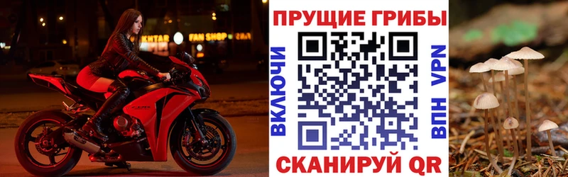 Галлюциногенные грибы Psilocybine cubensis  где можно купить наркотик  Назрань 